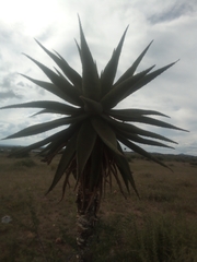 Aloe marlothii marlothii