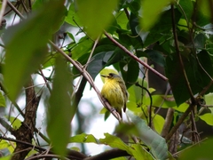 Todirostrum poliocephalum