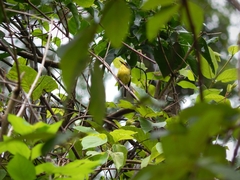 Todirostrum poliocephalum