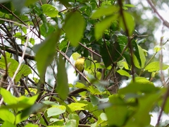 Todirostrum poliocephalum