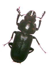 Platycerus quercus