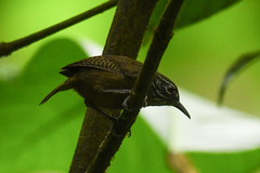 Cantorchilus leucopogon