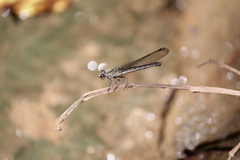 Platycypha caligata