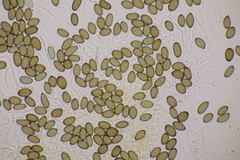 Melanconis stilbostoma