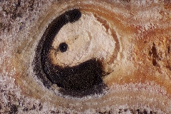 Melanconis stilbostoma