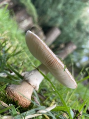 Amanita brunneolocularis