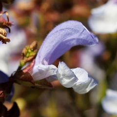 Salvia chamelaeagnea
