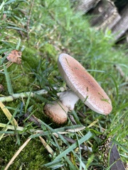 Amanita brunneolocularis