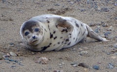 Pagophilus groenlandicus