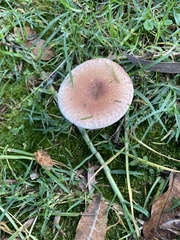 Amanita brunneolocularis