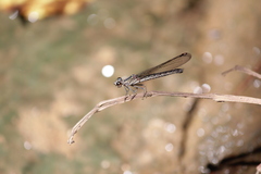 Platycypha caligata