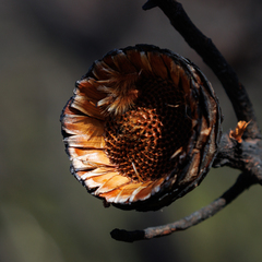 Protea