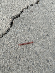 Trigoniulus corallinus