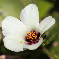 Hibiscus trionum