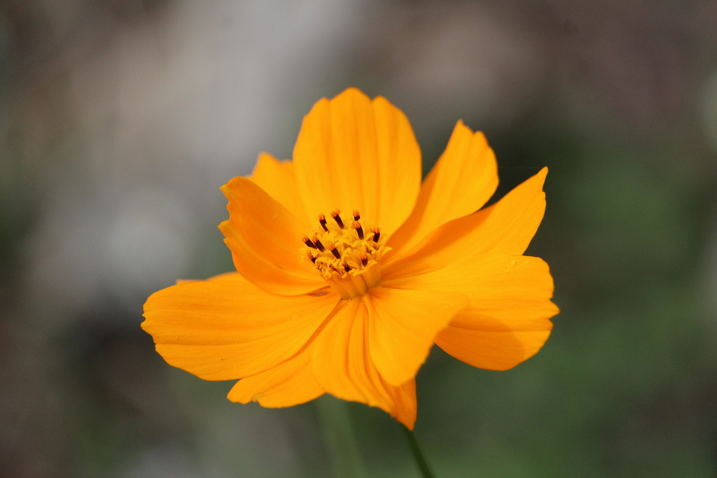 Cosmos sulphureus, Sector B1, Cdad. de Guatemala, Guatemala