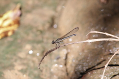 Platycypha caligata