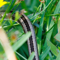 Psammophis crucifer