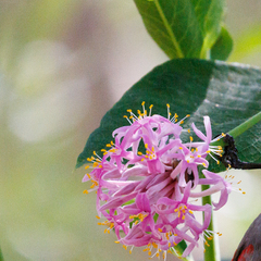 Dais cotinifolia