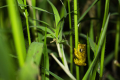 Dendropsophus minutus