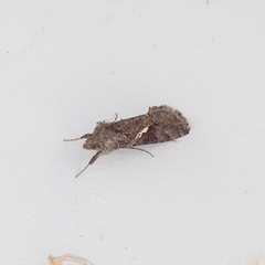 Plusiini