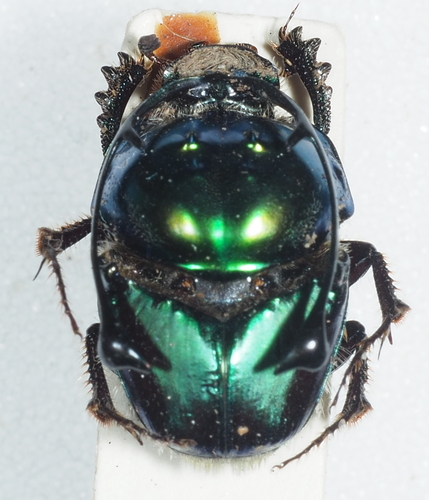 Proagoderus rangifer
