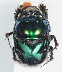 Proagoderus