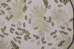 Melanconis stilbostoma
