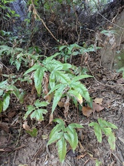 Tectaria subtriphylla