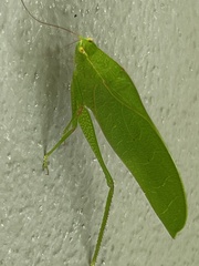 Phylloptera