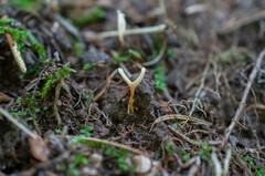 Ramariopsis tenuiramosa