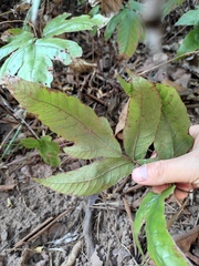 Tectaria subtriphylla