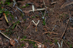 Ramariopsis tenuiramosa