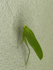 Phylloptera