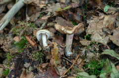 Inocybe pyriodora