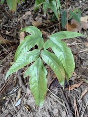 Tectaria subtriphylla