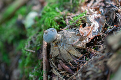 Geastrum pectinatum