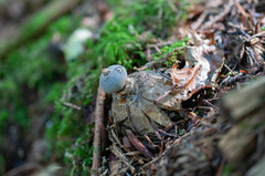 Geastrum pectinatum