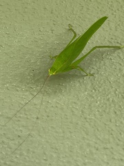 Phylloptera