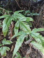 Tectaria subtriphylla