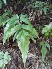 Tectaria subtriphylla