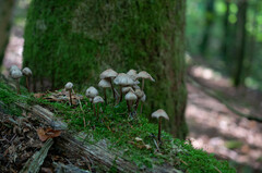 Mycena maculata