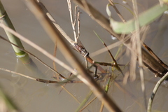 Tabanini