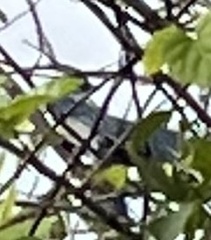 Aphelocoma coerulescens