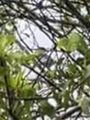 Aphelocoma coerulescens