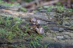 Psathyrella maculata