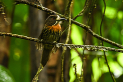 Malacoptila panamensis