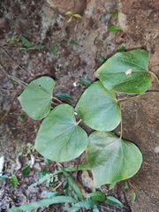 Pericampylus glaucus