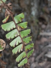 Adiantum malesianum
