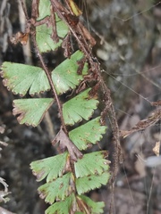 Adiantum malesianum