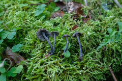 Hydropus atramentosus